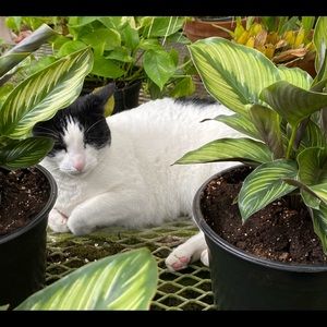 Meet your Posher, Liem